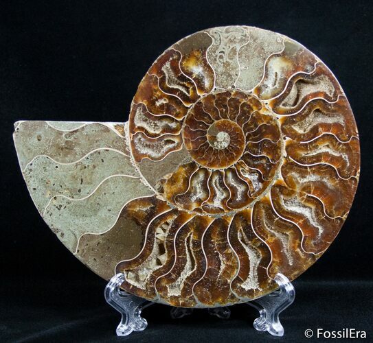 Inch Split Ammonite (Half) #2653
